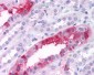 SGK3 Antibody (N-Terminus)